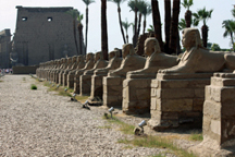 وصلات تماثيل الكباش